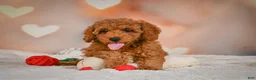 Cavapoo dogs for sale: Clara - Ad 4