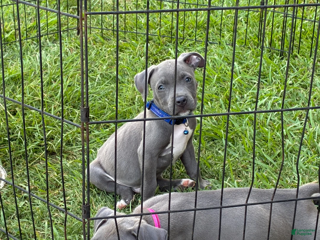 American Pit Bull Terrier dogs for sale: American Pit Bull Terrier 3 - Ad 2