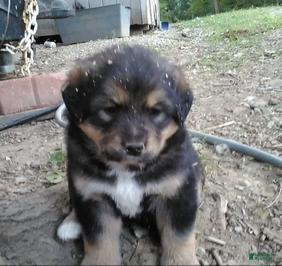 Bernese Mountain Dog dogs Willow - Ad 23