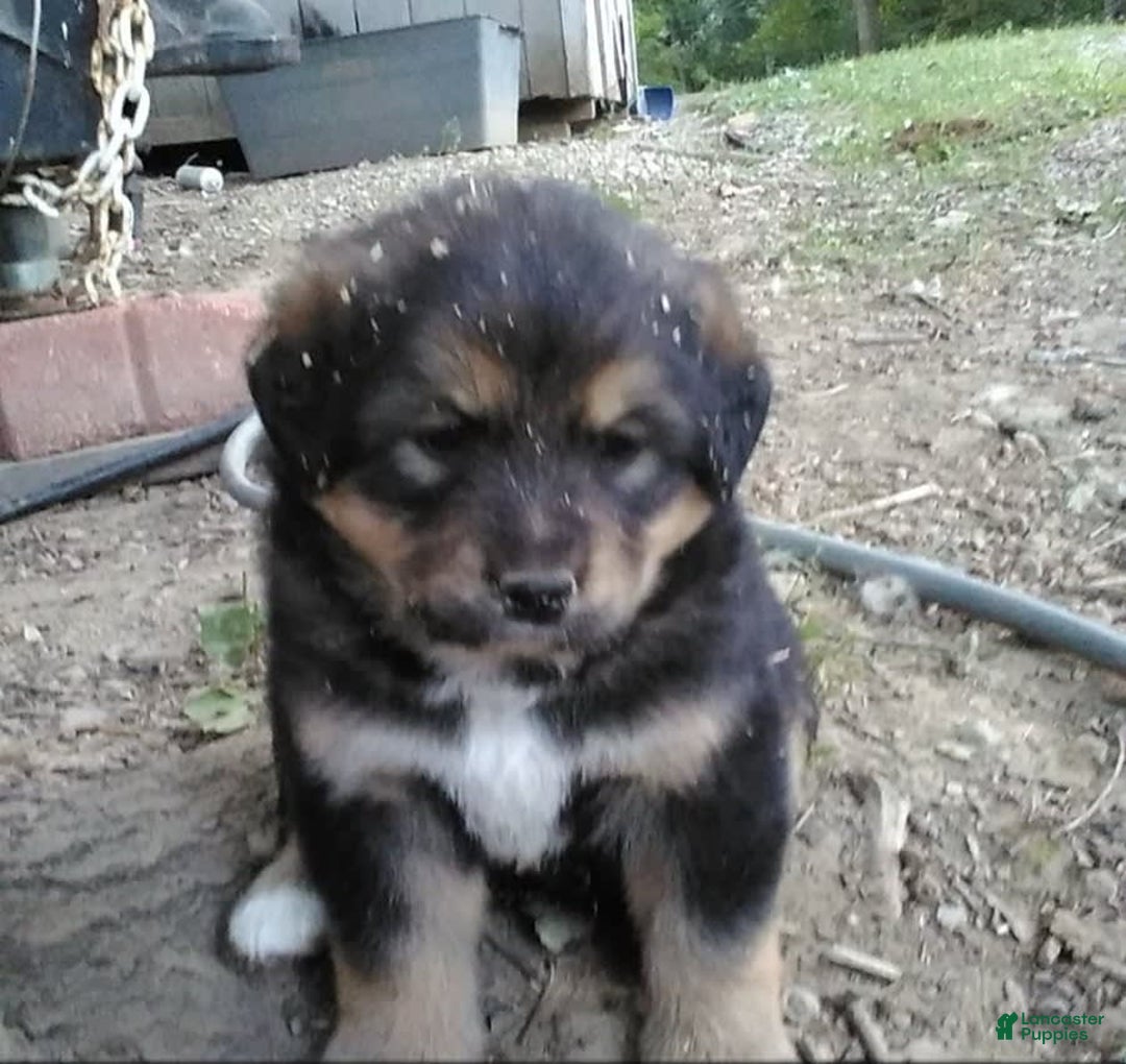 Bernese Mountain Dog dogs for sale: Willow - Ad 1