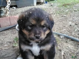 Bernese Mountain Dog dogs Willow - Ad 9