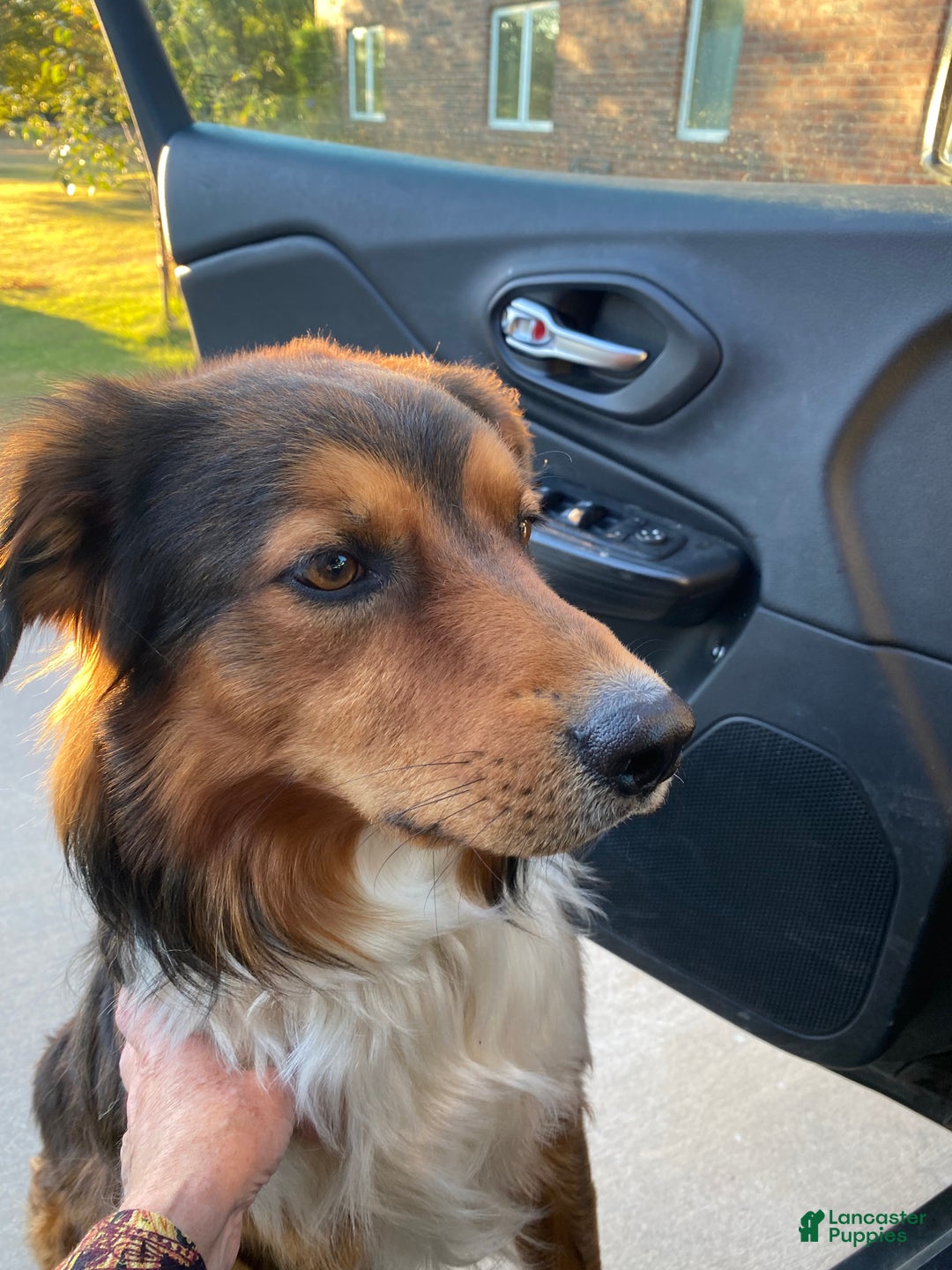Mixed Breed dogs for sale: female # 3 English Shepherd Doodle - Ad 19