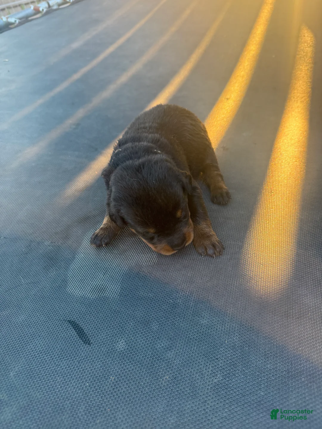 Rottweiler dogs for sale: Rottweiler 6 - Ad 2