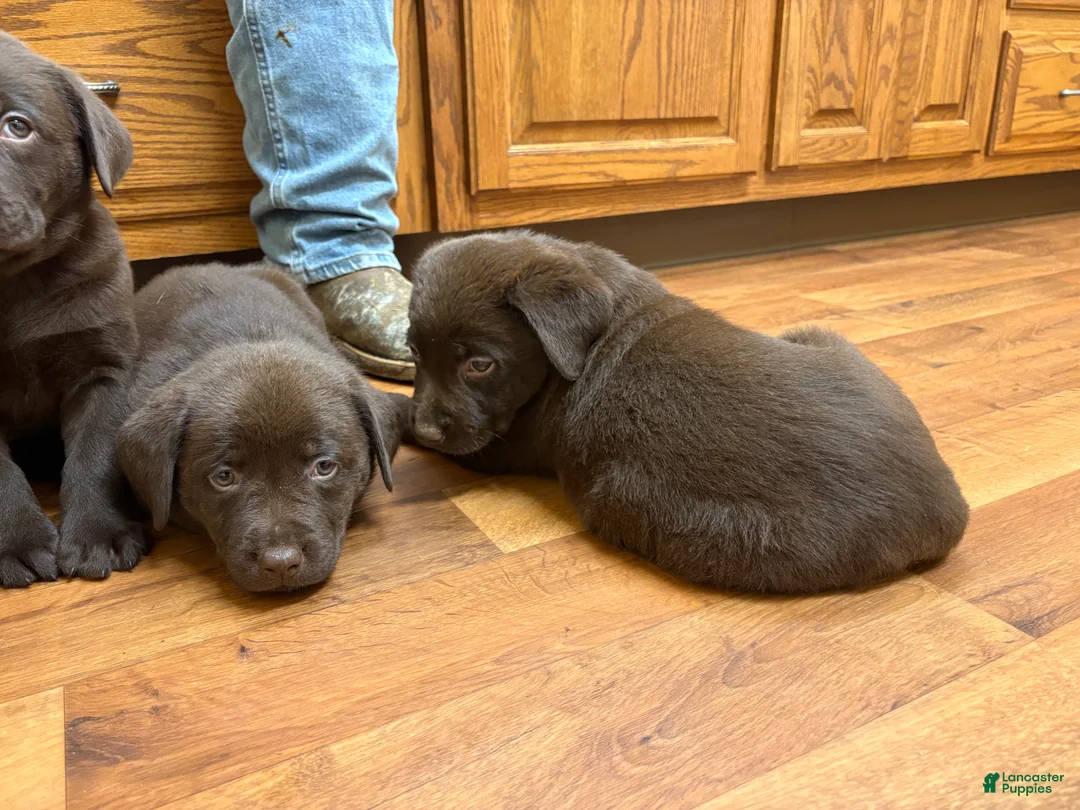 Labrador Retriever dogs for sale: Labrador Retriever Puppy 4 - Ad 2