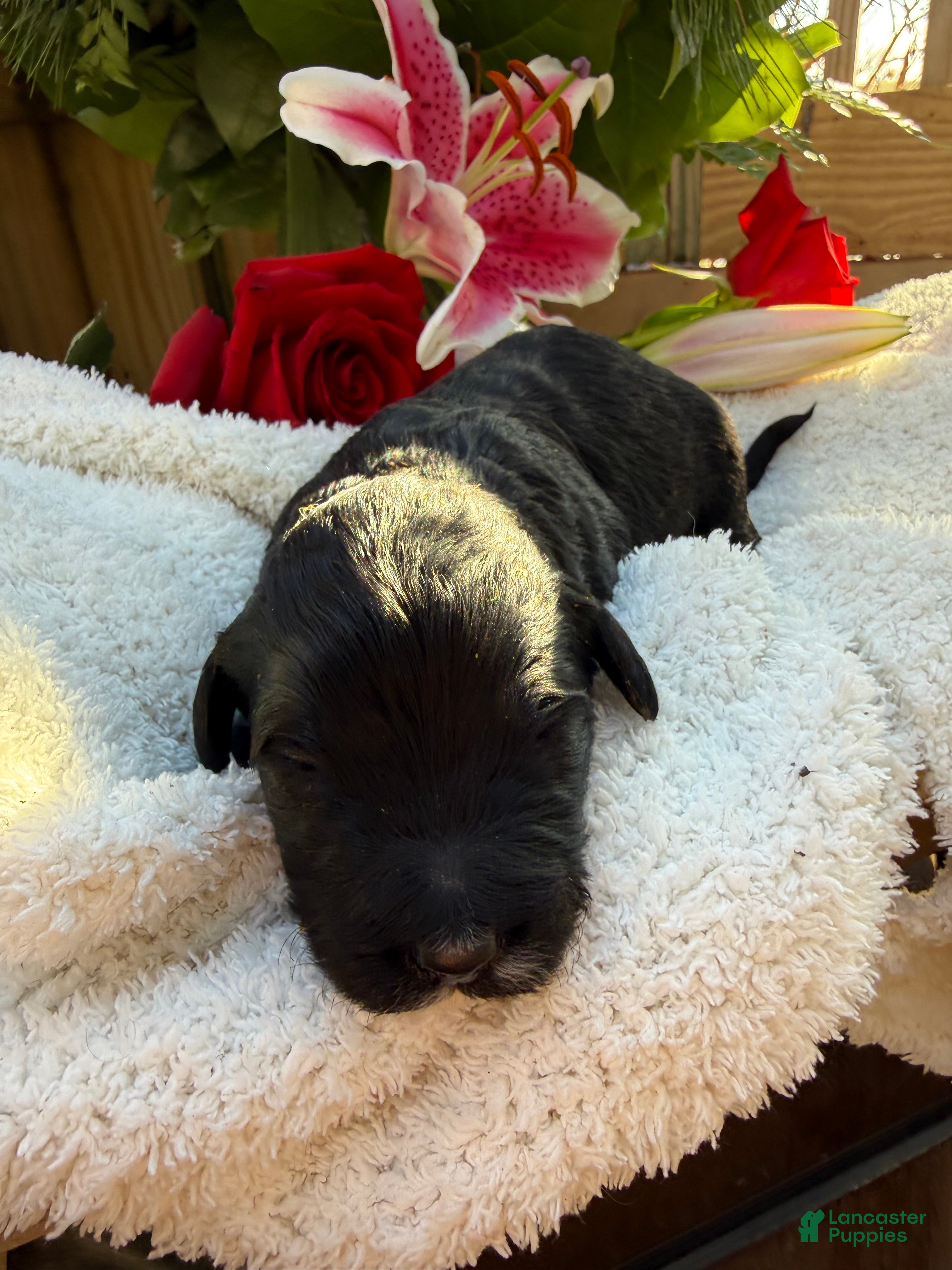 Mixed Breed dogs Beauty  - Ad 42