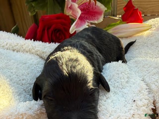 Mixed Breed dogs Beauty - Ad 18