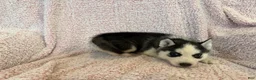 Siberian Husky dogs for sale: Princess Nimue - Ad 18