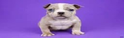 American Bully dogs for sale: Fawn Merle Female - Ad 8