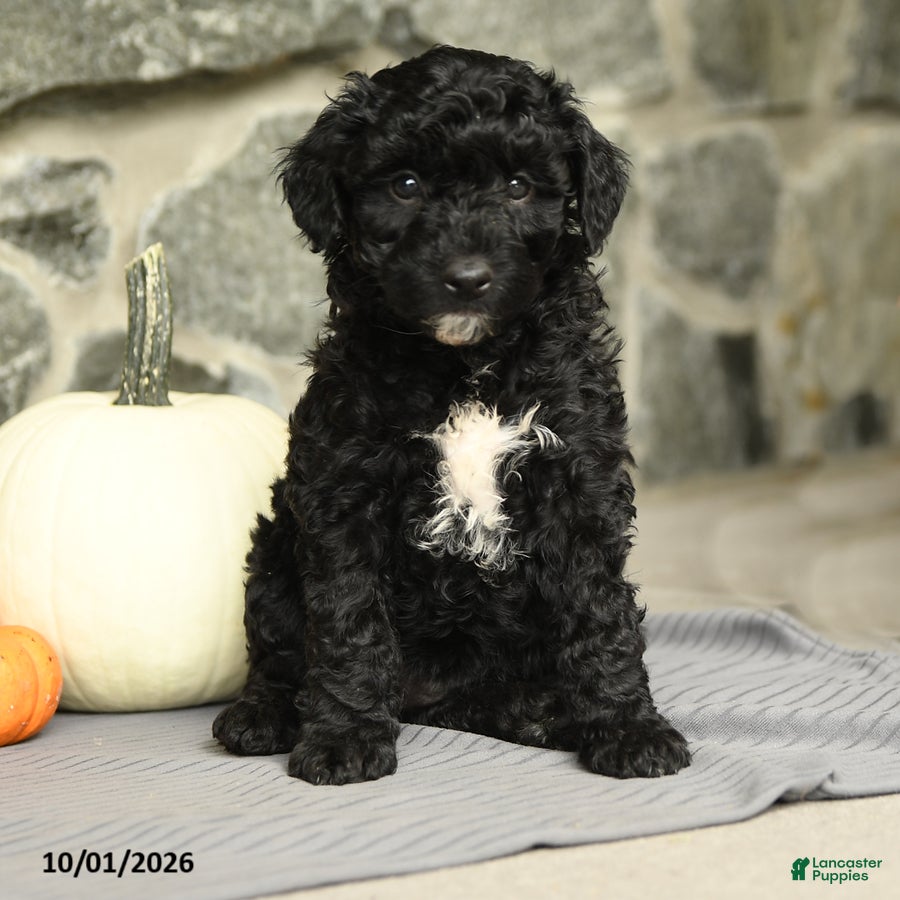 Mini Aussiedoodle dogs Athena - Ad 1
