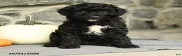 Mini Aussiedoodle dogs for sale: Athena - Ad 1