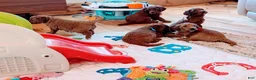 Goldendoodle dogs for sale: Rose - Ad 10