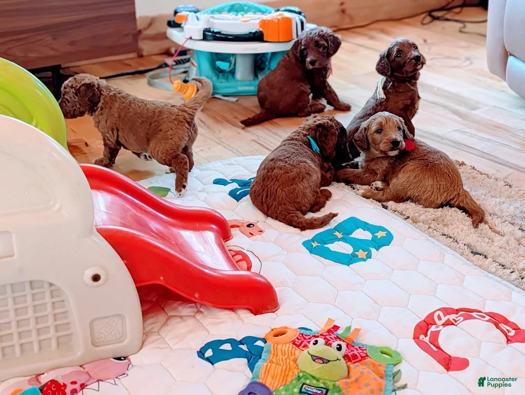Goldendoodle dogs for sale: Rose - Ad 10