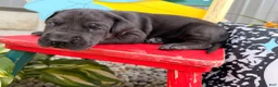 Great Dane dogs for sale: Lisa - Ad 2