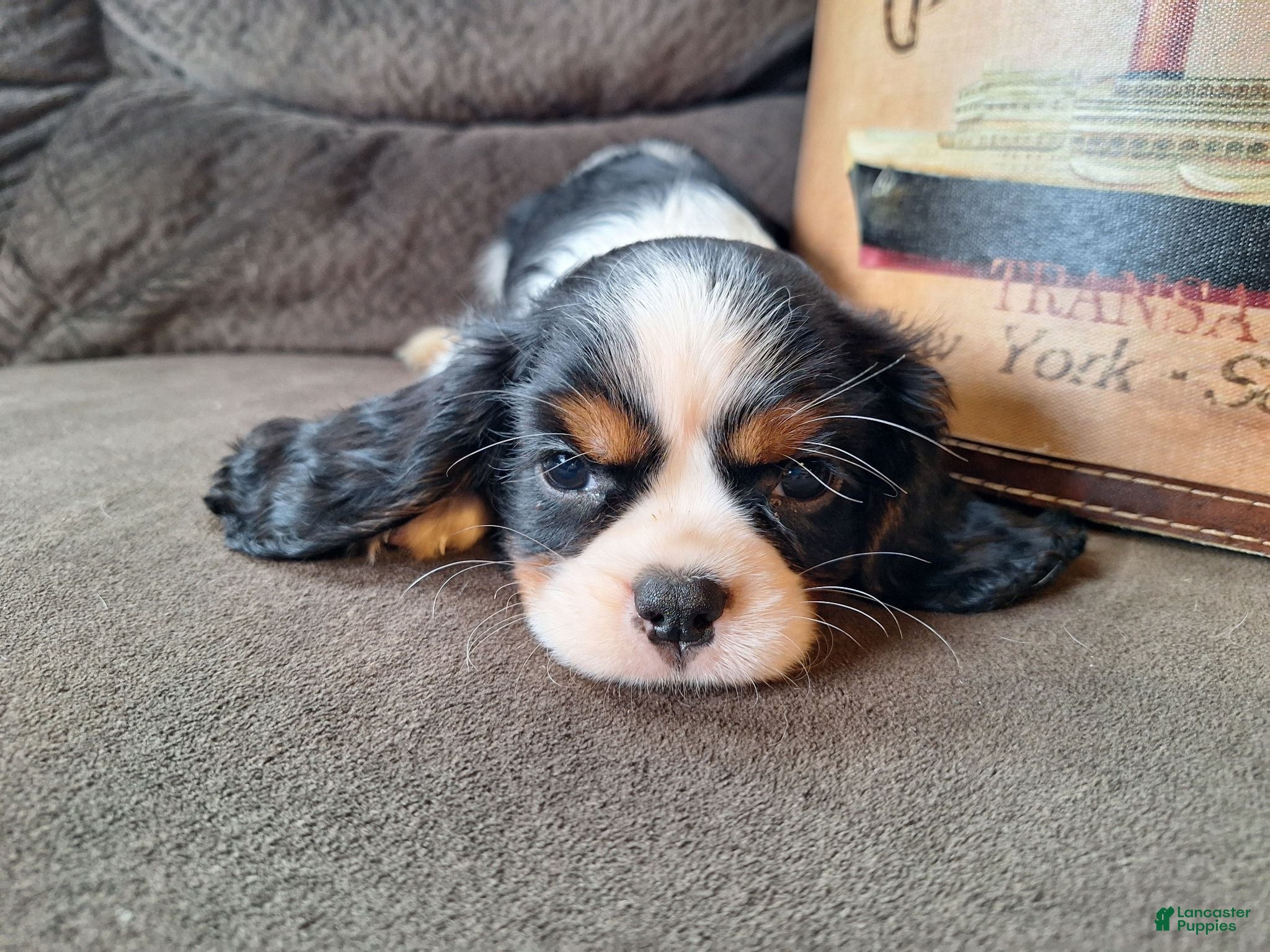 Cavalier King Charles Spaniel dogs for sale: Wesley - Ad 3