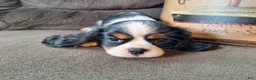 Cavalier King Charles Spaniel dogs for sale: Wesley - Ad 1