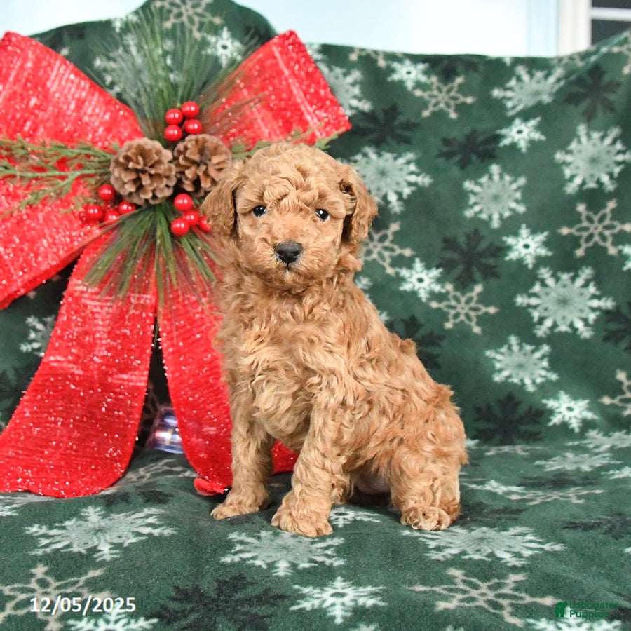 Toy Poodle dogs Rosie - Ad 27