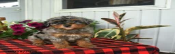 Mini Bernedoodle dogs for sale: Regan - Ad 3
