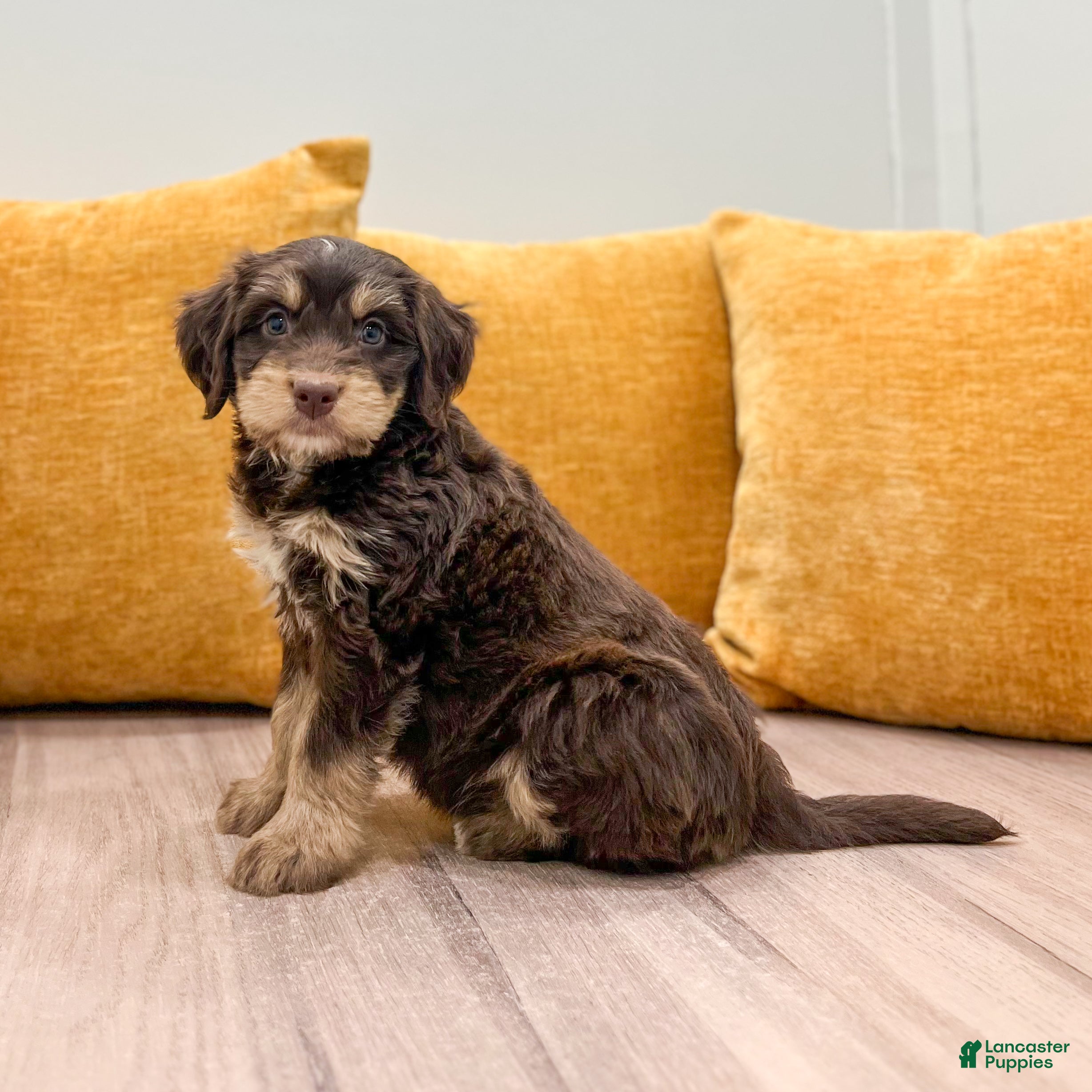Mini Bernedoodle dogs Lucy - Ad 1
