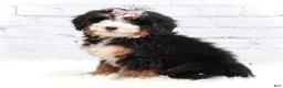 Mini Bernedoodle dogs for sale: Dylan - Ad 1