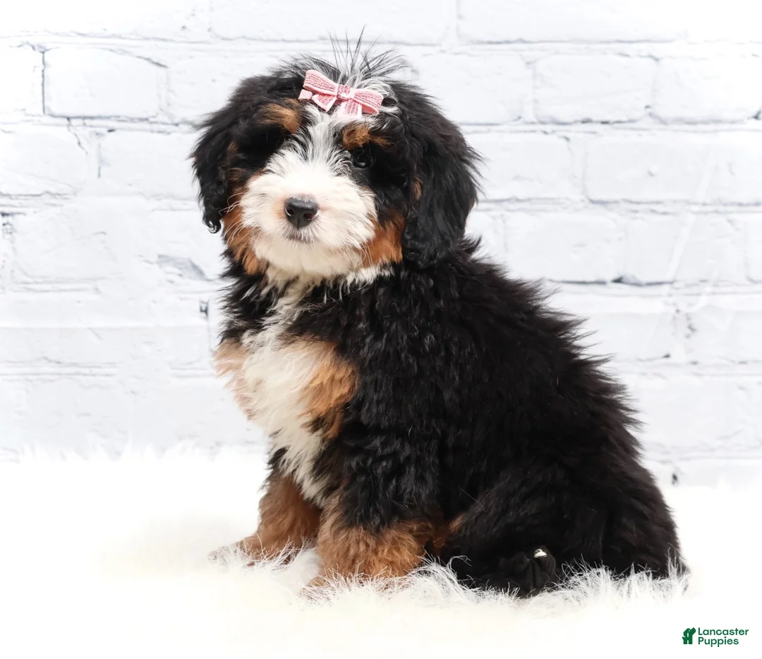 Mini Bernedoodle dogs for sale: Dylan - Ad 1