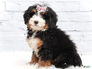 Mini Bernedoodle dogs Dylan - Ad 28