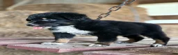Australian Shepherd dogs for sale: River  - Ad 7