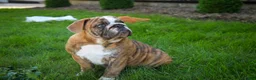 English Bulldog dogs for sale: Delsie English Bulldog leash trained and crate training in progress - Ad 9