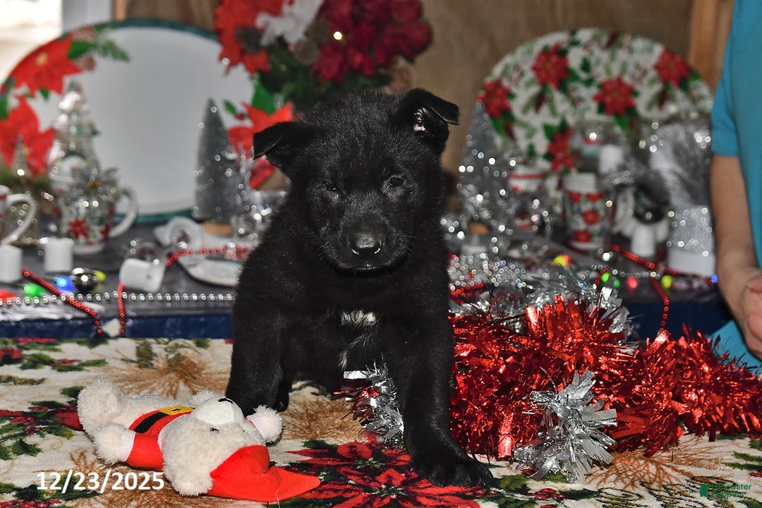 Belgian Malinois dogs for sale: Leo - Ad 3