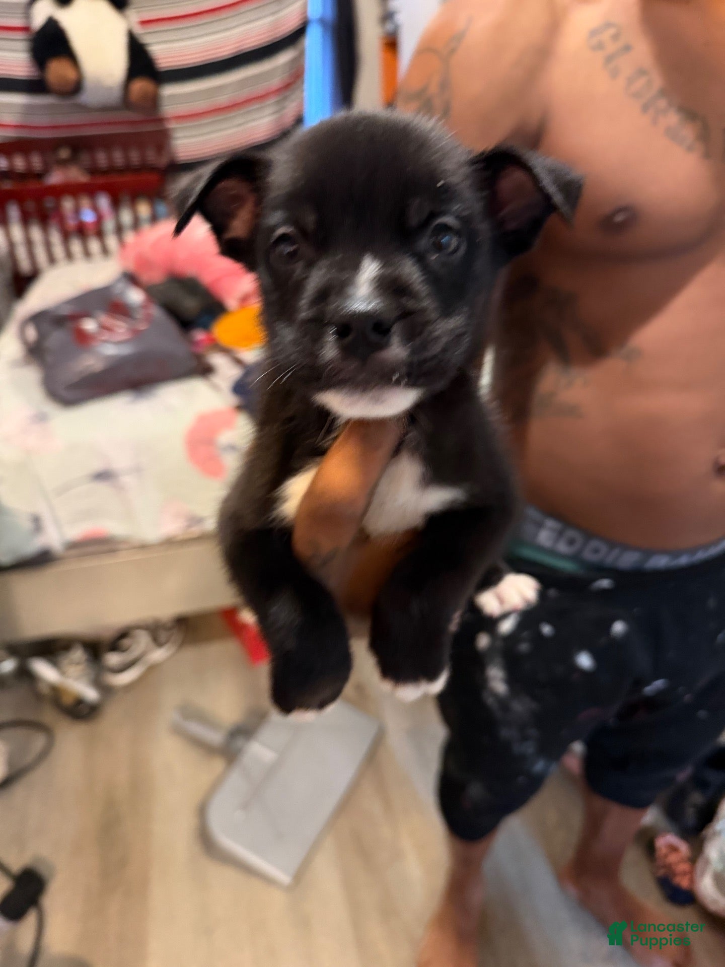Mixed Breed dogs for sale: Mixed Breed 2 - Ad 22