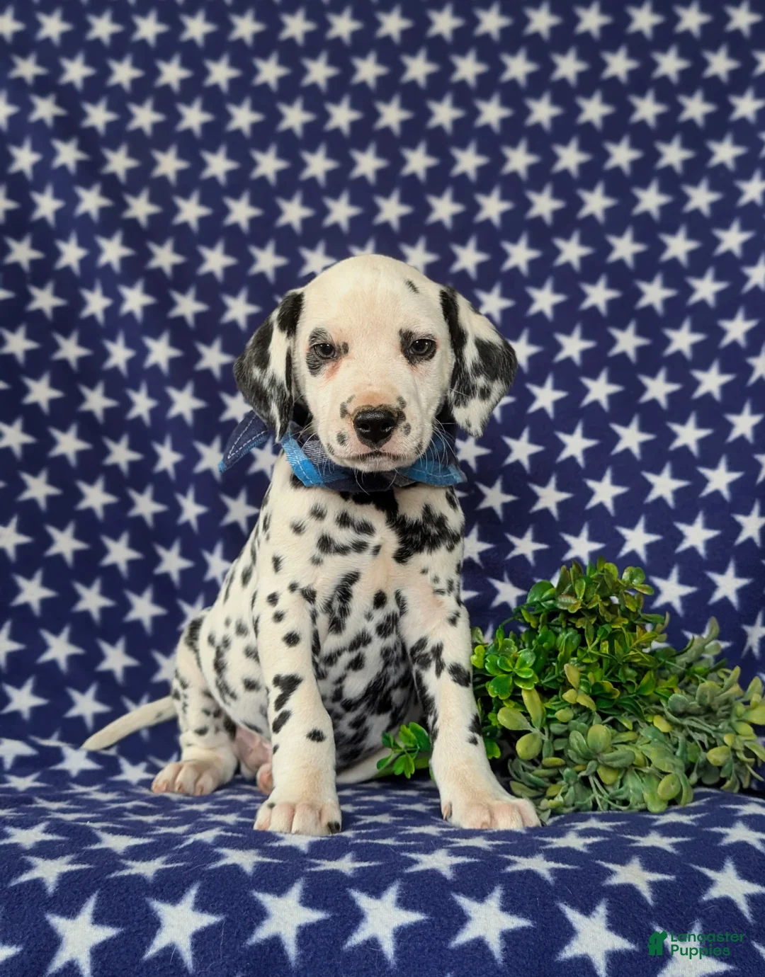 Dalmatian dogs for sale: Julian - Ad 2
