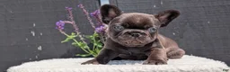 French Bulldog dogs for sale: Zeus - Ad 6