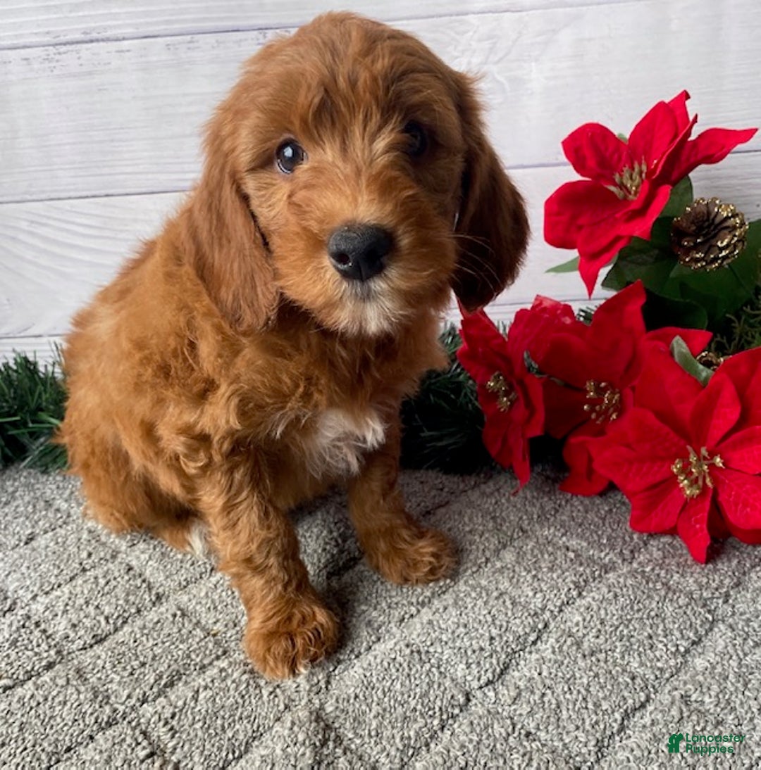 Mini Goldendoodle dogs for sale: Winston - Ad 2