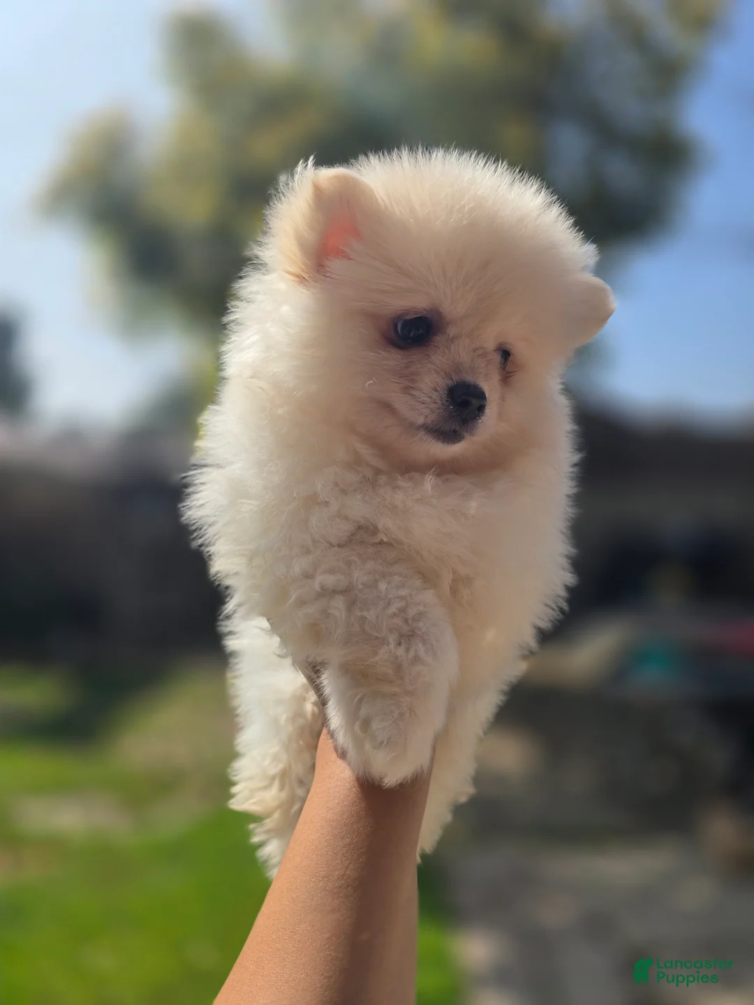 Pomeranian dogs for sale: Pomeranian Puppy 1 - Ad 2