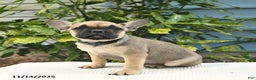 French Bulldog dogs for sale: Lena  - Ad 2