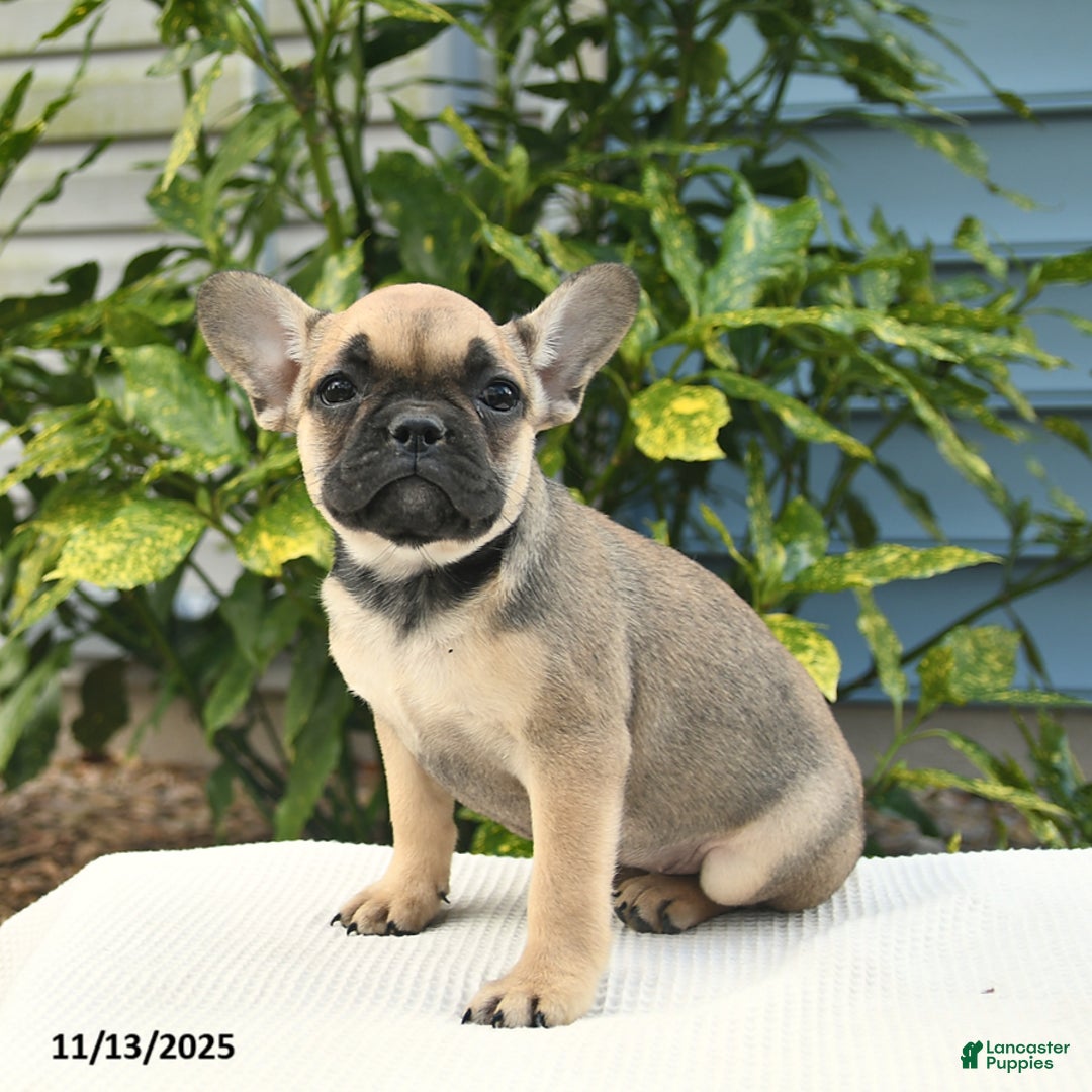 French Bulldog dogs for sale: Lena  - Ad 2