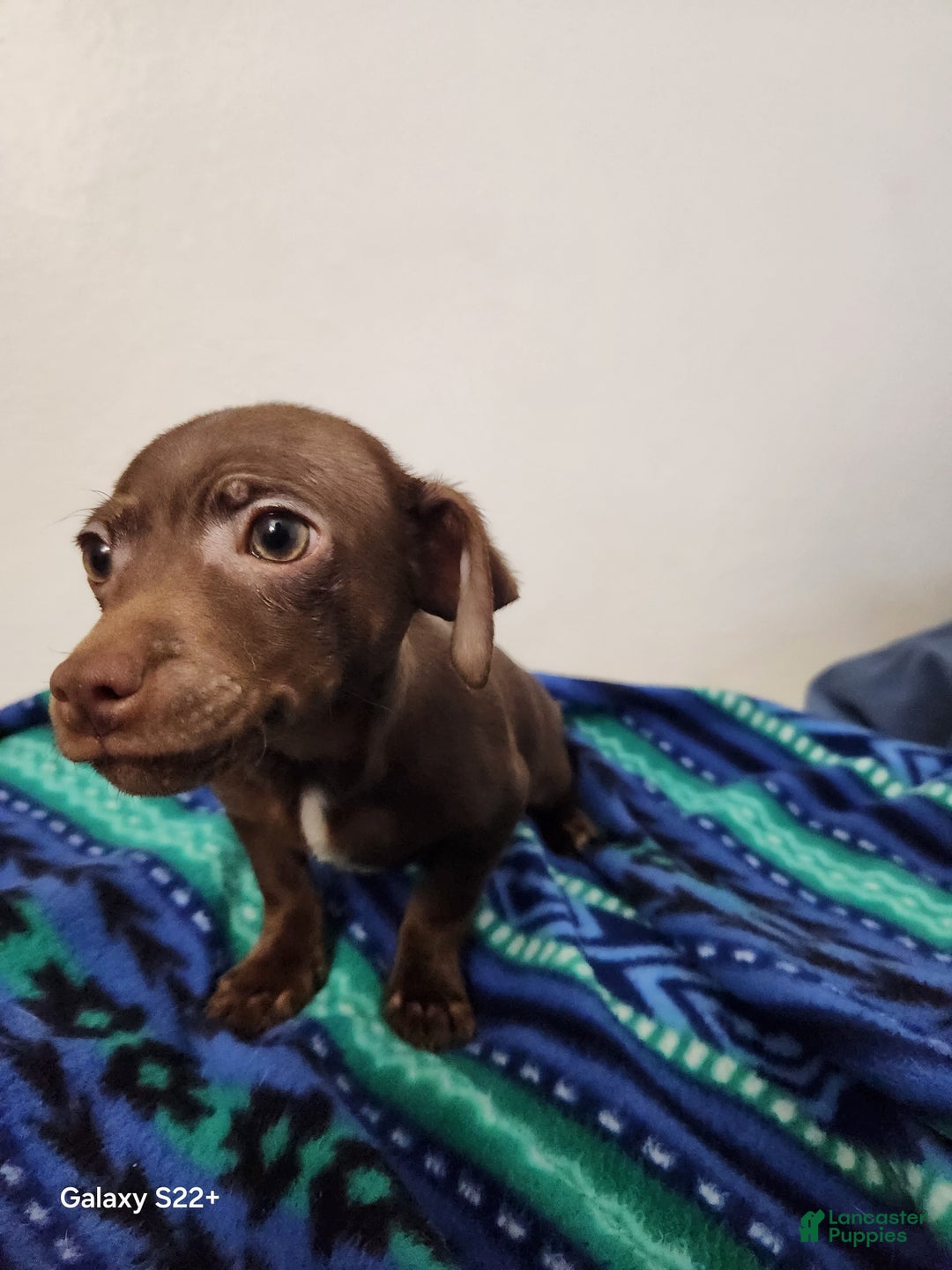 Mixed Breed dogs for sale: Mixed Breed Puppy 1 - Ad 2