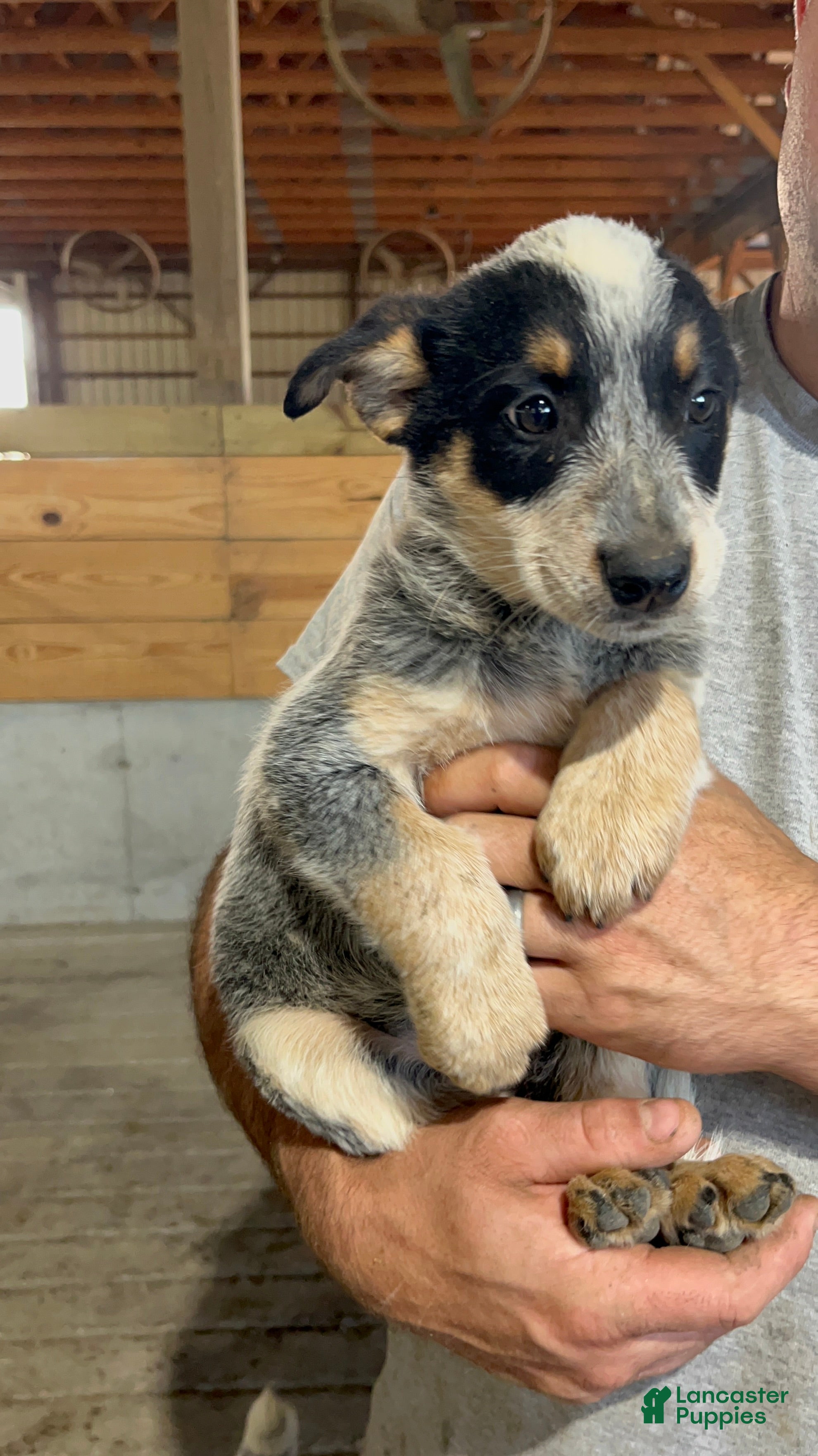 Australian Cattle Dog dogs Esther - Ad 31