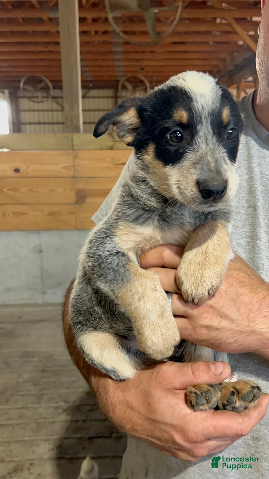 Australian Cattle Dog dogs for sale: Esther - Ad 1