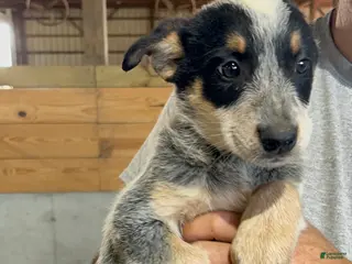 Australian Cattle Dog dogs Esther - Ad 34