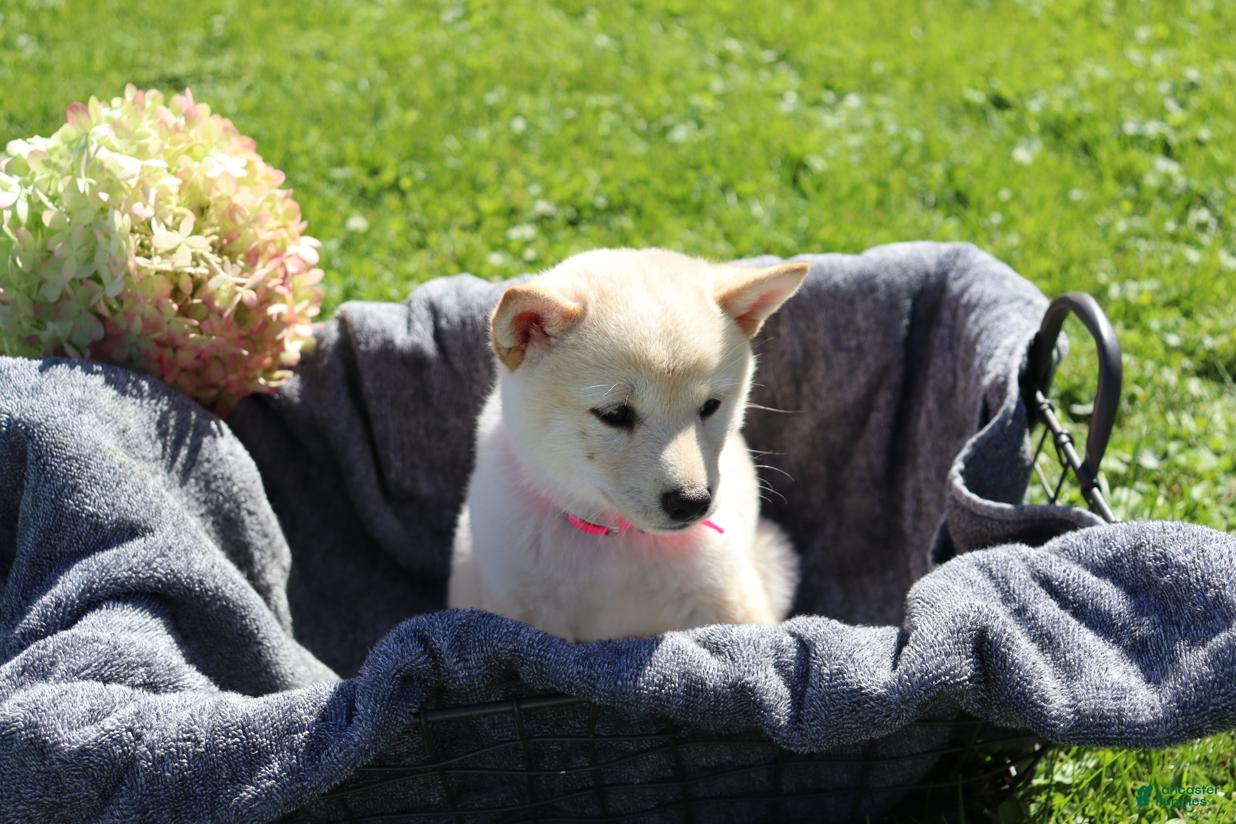 Shiba Inu dogs Twinkle  - Ad 2