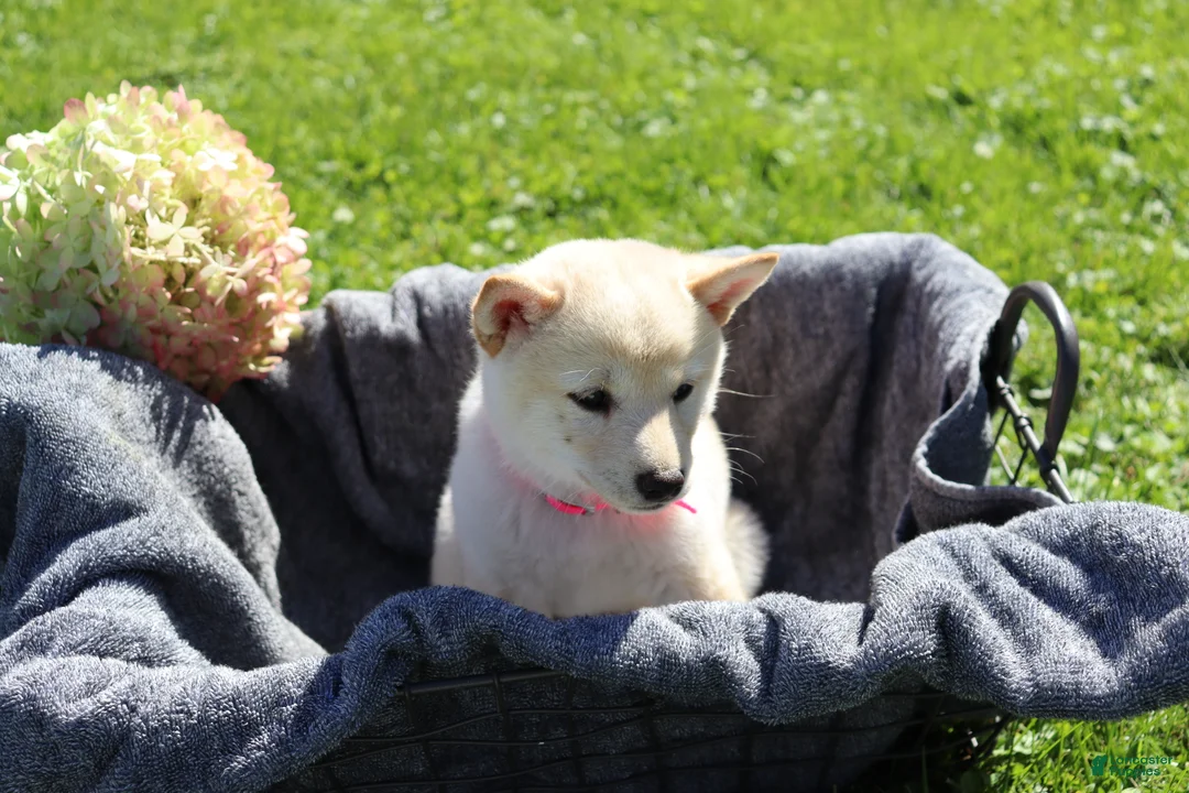 Shiba Inu dogs for sale: Twinkle  - Ad 2
