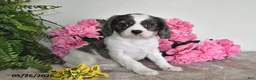 Cavalier King Charles Spaniel dogs for sale: Rosie - Ad 4