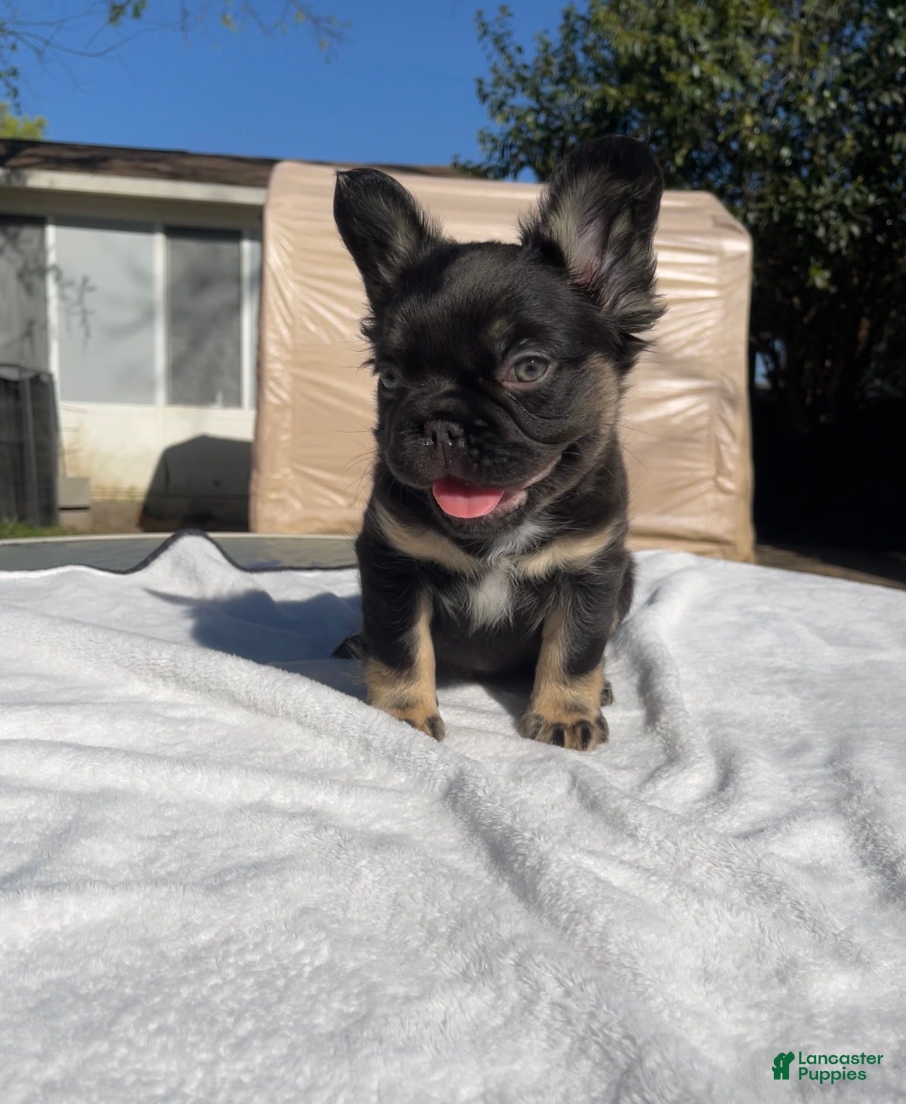 French Bulldog dogs Endo - Ad 1