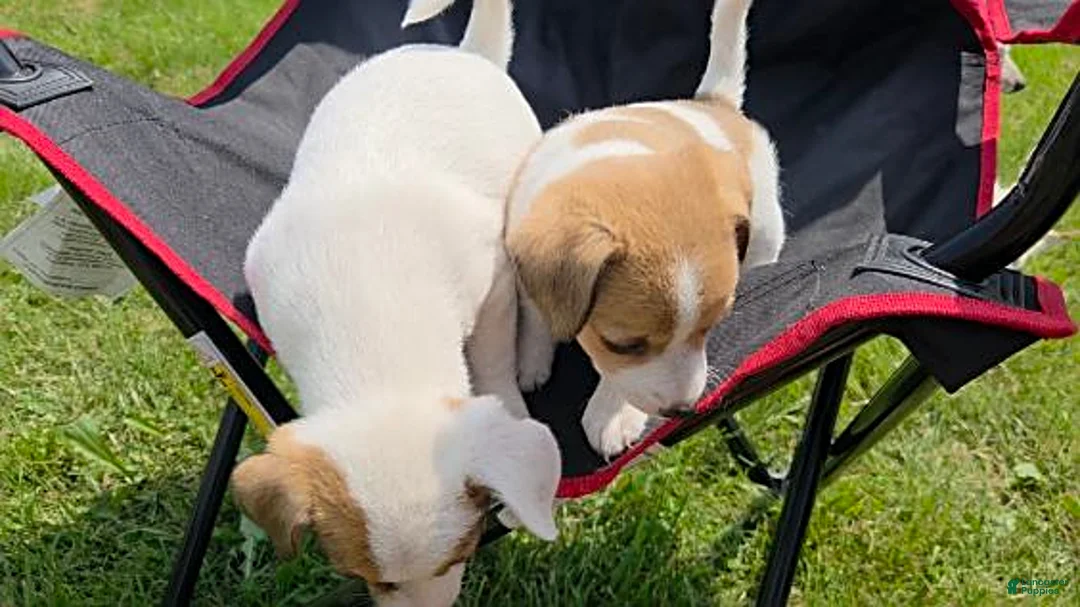Jack Russell Terrier dogs for sale: Frankie - Ad 10