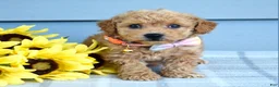 Bichpoo dogs for sale: Sunny - Ad 9