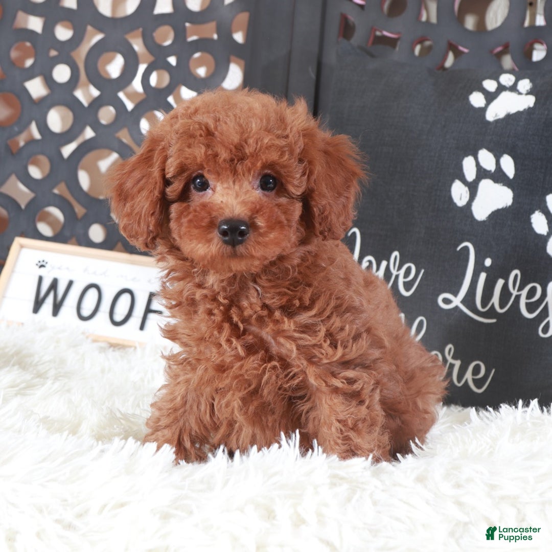 Miniature Poodle dogs for sale: Miniature Poodle Briar - Ad 1