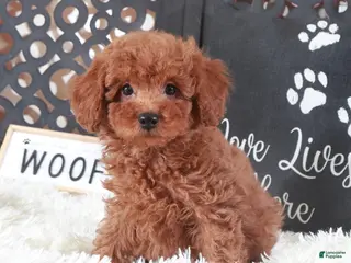 Miniature Poodle dogs Miniature Poodle Briar - Ad 37