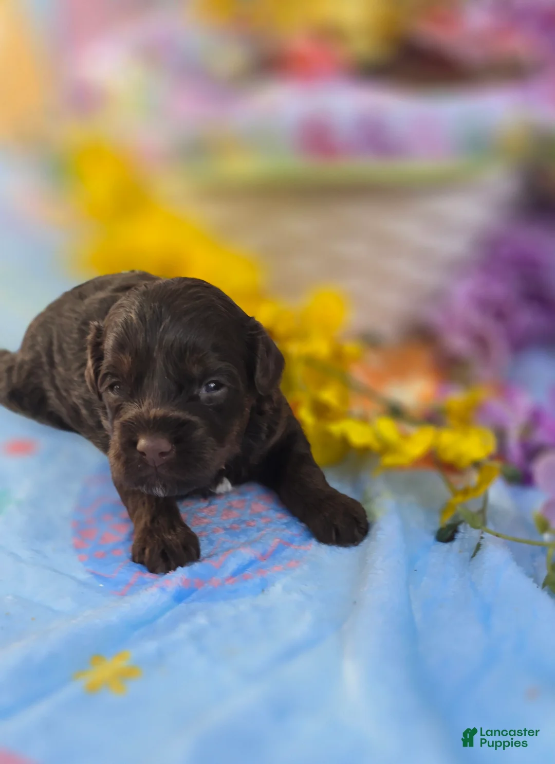 Maltipoo dogs for sale: Lucky - Ad 1