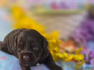 Maltipoo dogs Lucky - Ad 14