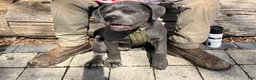 Cane Corso dogs for sale: Zeus - Ad 2